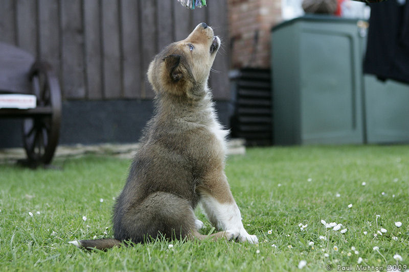  A8V6400 Archie puppy sitting